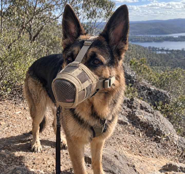 Creed wearing the BarkBoot FieldGuard Adjustable Dog Muzzle outdoors