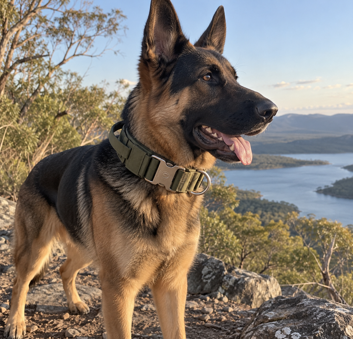 Creed wearing the BarkBoot Patrol Heavy-Duty Tactical Dog Collar outdoors