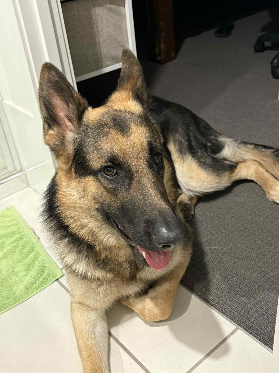 Creed, the German Shepherd behind BarkBoot